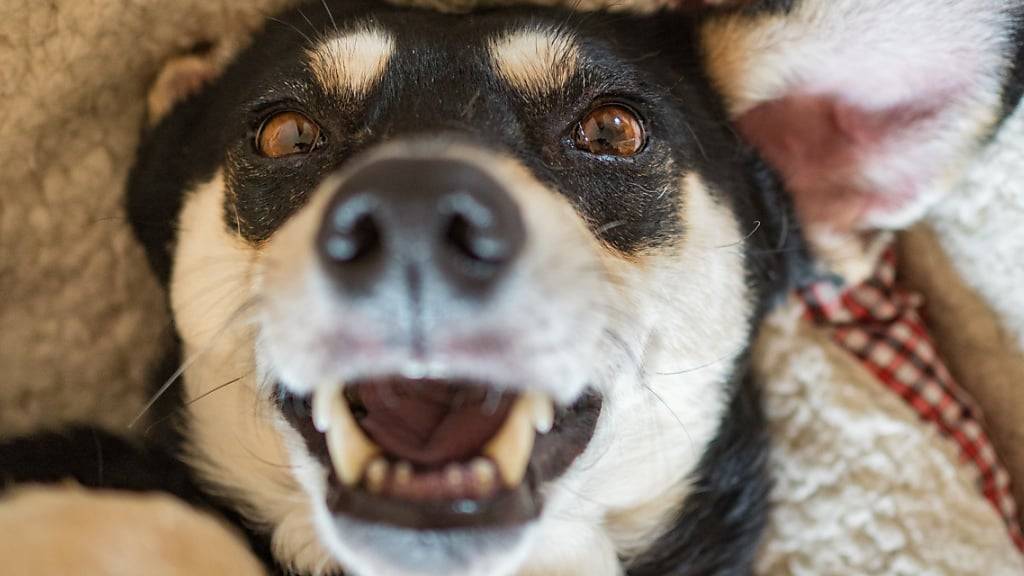 Hundehalterinnen und -Halter deuten in Videos auf sozialen Medien die Signale ihrer Vierbeiner häufig falsch. (Archivbild)