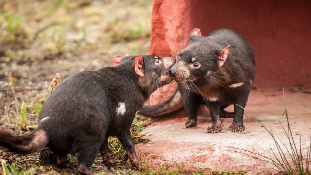 ARCHIV - Zwei Tasmanische Teufel spielen im Tierpark Planckendael (Belgien) miteinander. Die Tiere zählen zu den bedrohten Arten. Foto: Jonas Verh/Blanckendael/BELGA/dpa