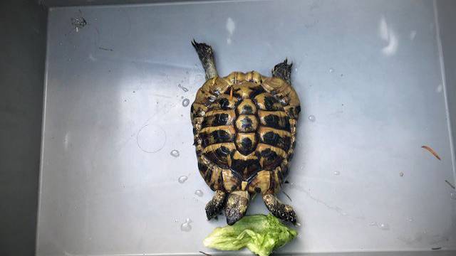 Schildkröte aus Kanalbecken gerettet