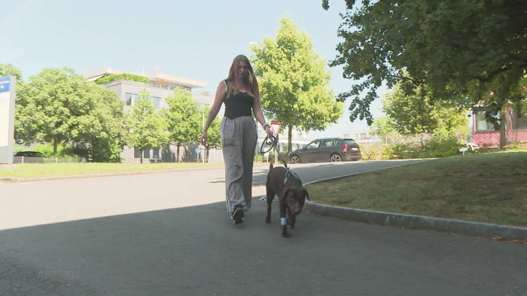 Giftköder-Verdacht: Während eines Sonntagsspaziergangs erbricht ein Hund in Villmergen plötzlich Blut