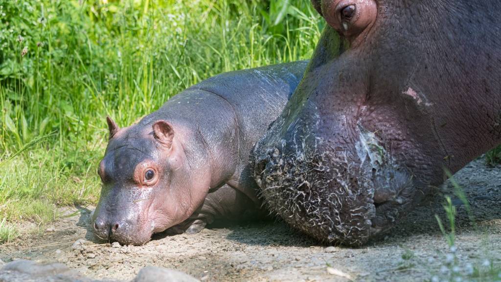 Es ist ein Mädchen! Flusspferd-Baby im Zoo Basel geboren