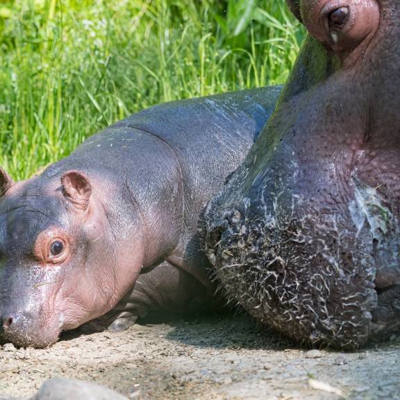 Es ist ein Mädchen! Flusspferd-Baby im Zoo Basel geboren