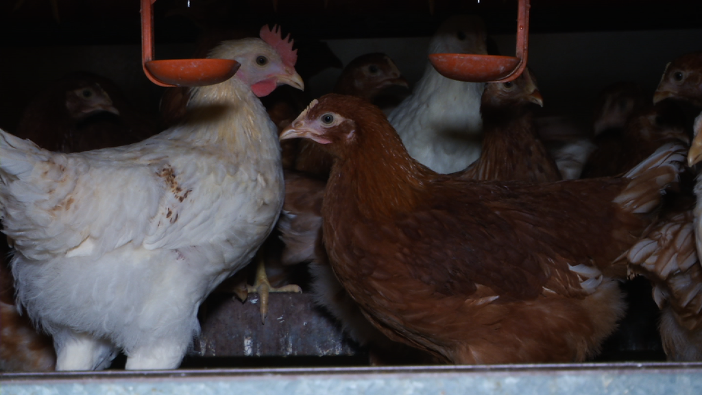 Kein schönes Leben für Hühner: Sie dürfen sich mindestens bis Ende Januar nicht frei draussen bewegen.