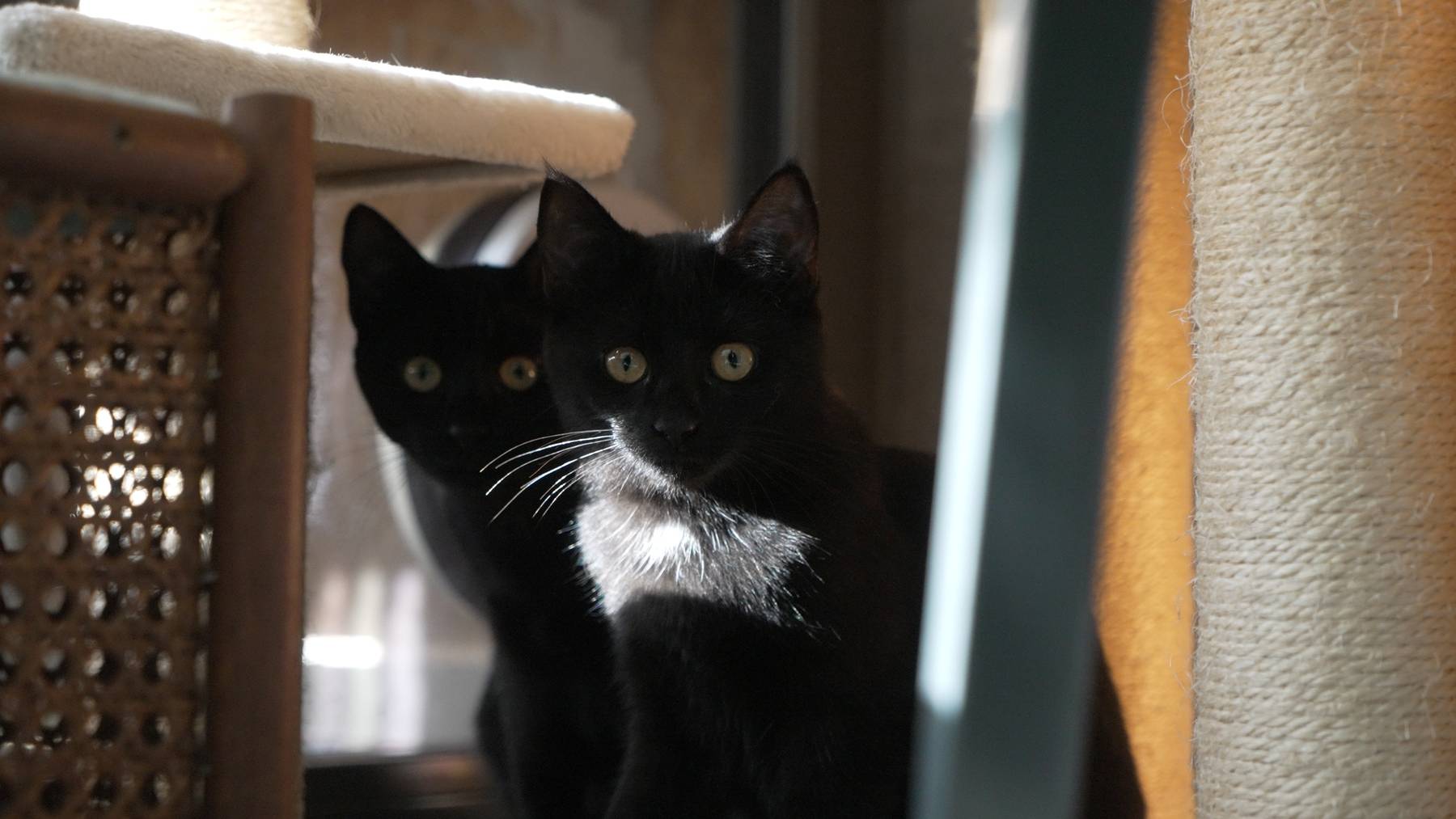 Hera & Jerry