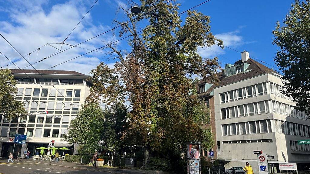 Die Stadt St. Gallen fällt im Winter 72 Bäume