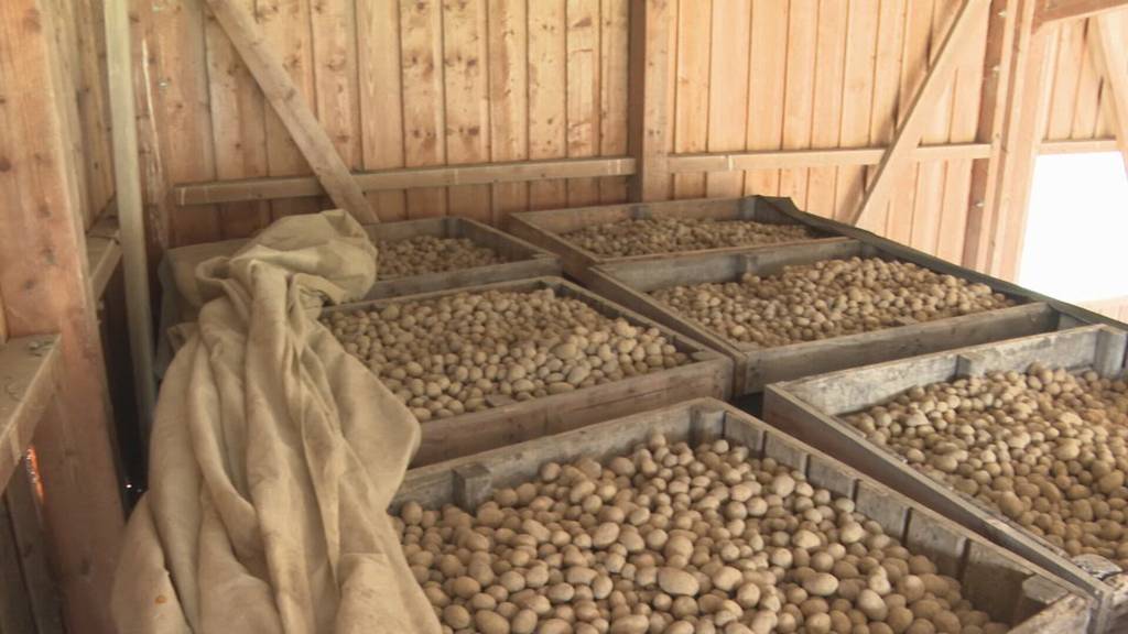 Bauern sitzen auf Kartoffeln fest
