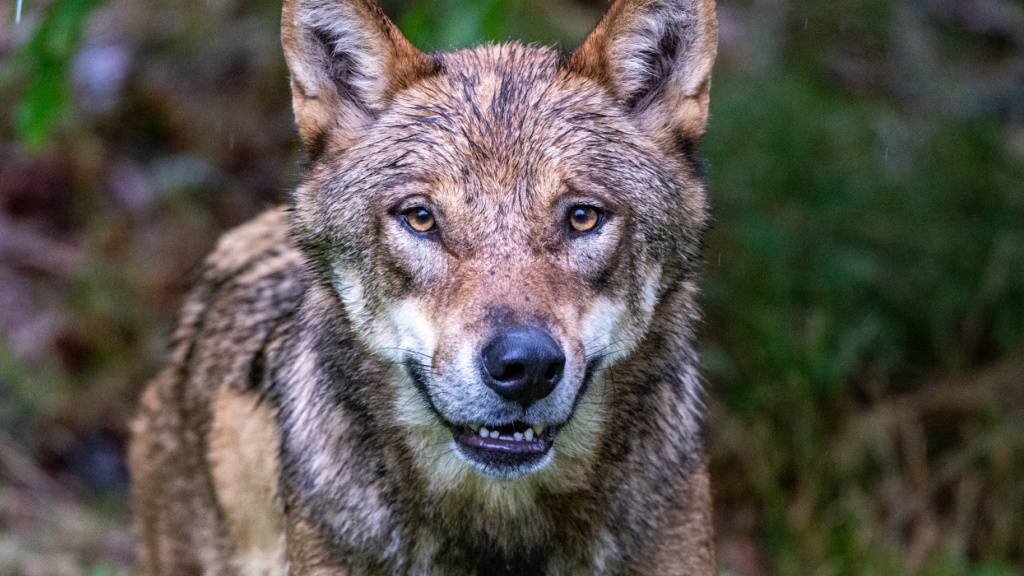 Ein Teil des Wolfsrudels im St. Galler Weisstannental wird getötet. (Symbolbild)
