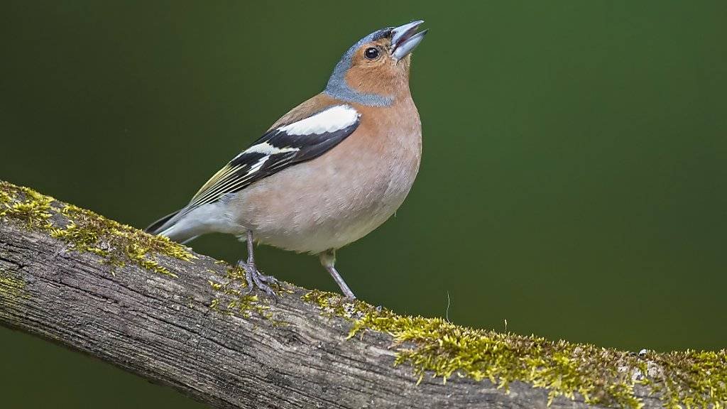 Auch häufige Vogelarten wie der Buchfink können negativ auf menschliche Aktivität im Wald reagieren.