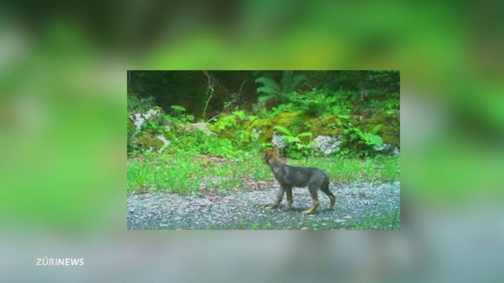 Erstes Wolfsrudel im Kanton Schwyz – Bauern schlagen Alarm