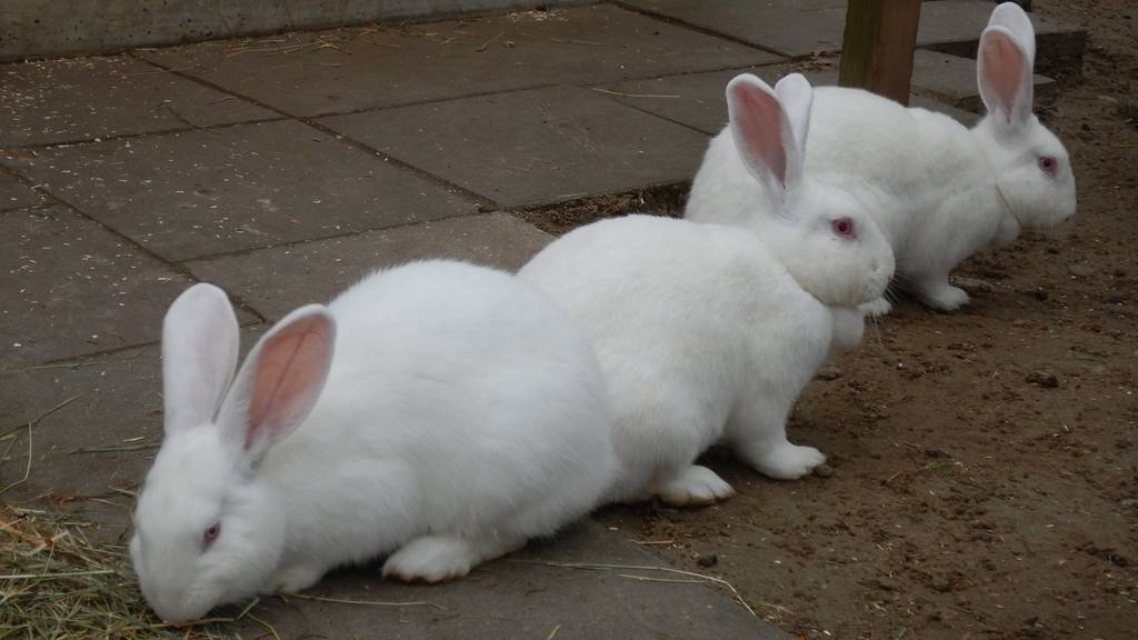 Kaninchen, weiss, weiblich