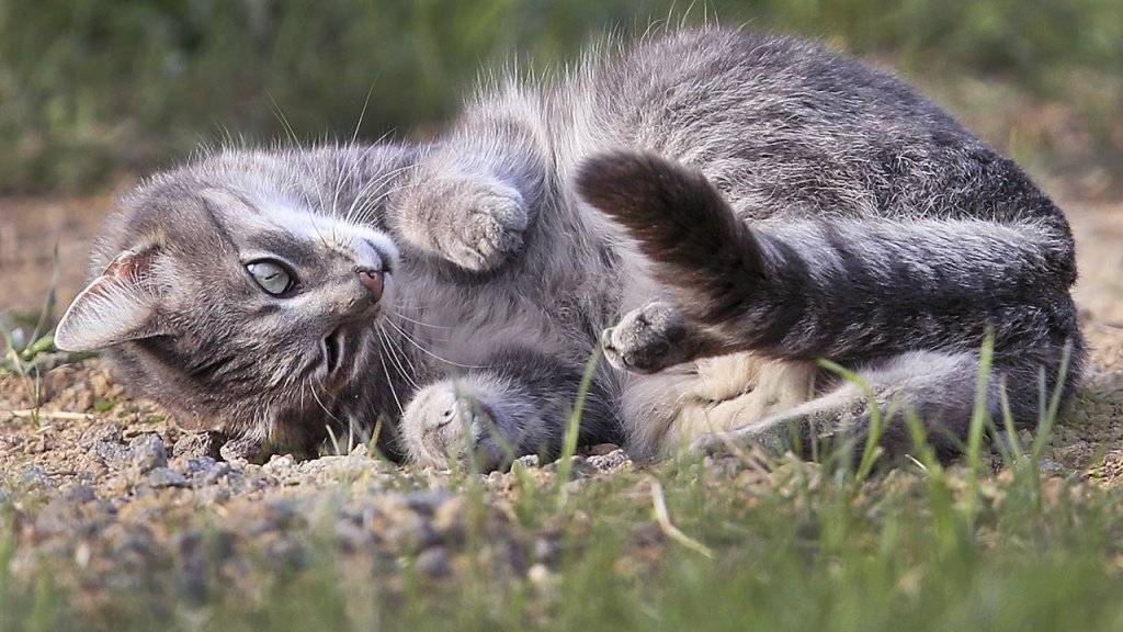 Unter der Annahme, dass ein Katzenpaar zwei Mal pro Jahr Nachwuchs erhält und jeweils 2,8 Kätzchen pro Wurf überleben, ergibt sich nach zehn Jahren ein Katzenbestand von über 80 Millionen Tieren. Deshalb sollten streunende Katzen kastriert werden. (Archivbild)