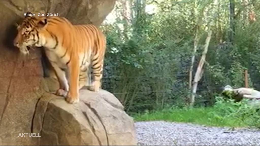 Keine Konsequenzen für Tiger nach tödlicher Attacke auf Pflegerin in Zoo Zürich