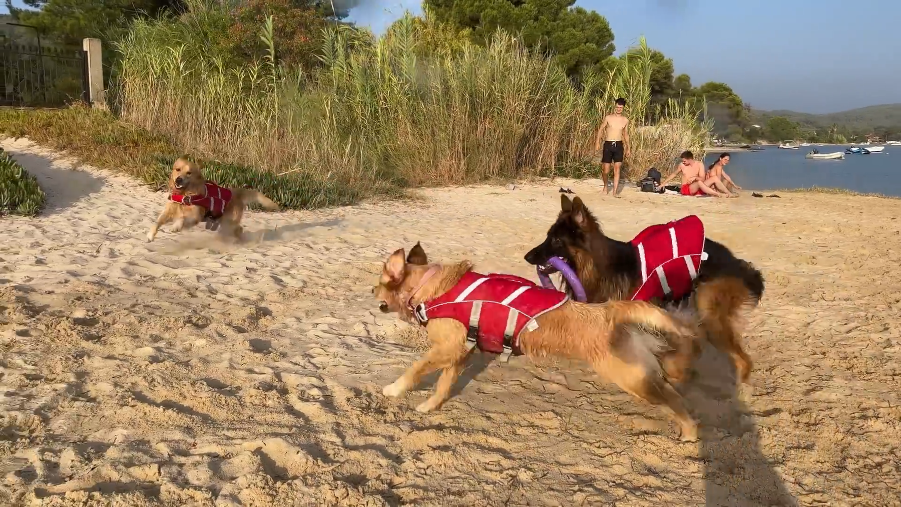 Ferien mit dem Hund