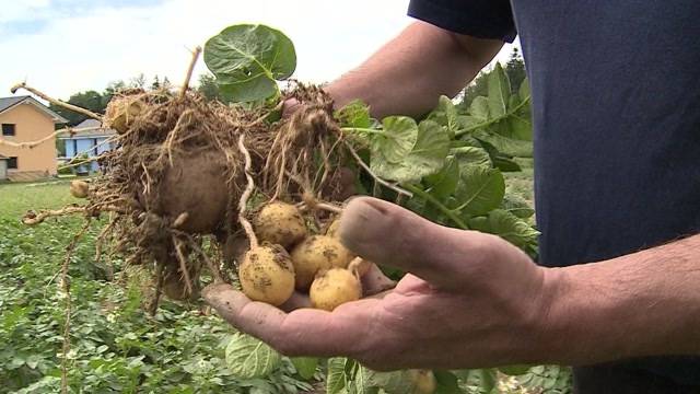Heftige Regenfälle ruinieren Kartoffelernte