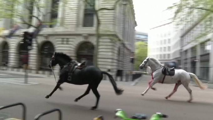 Verletzte und Sachschaden: Ausgebüxte Pferde richten Chaos in London an
