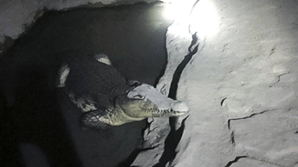 Das Krokodil befand sich beim Eintreffen der Behörden in einem Pool aus Beton im Keller des Hauses.
