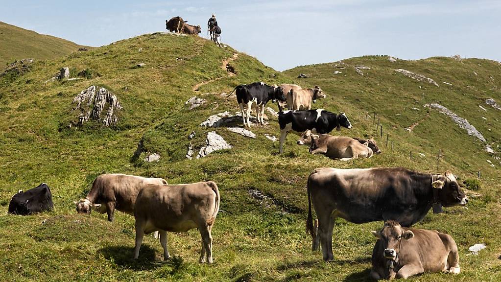 Wanderer müssen sich beim Durchqueren von Alpweiden an bestimmte Regeln halten. Das Oberlandesgericht Innsbruck hat dem Opfer einer Kuh-Attacke eine Mitschuld zugesprochen. (Symbolbild)