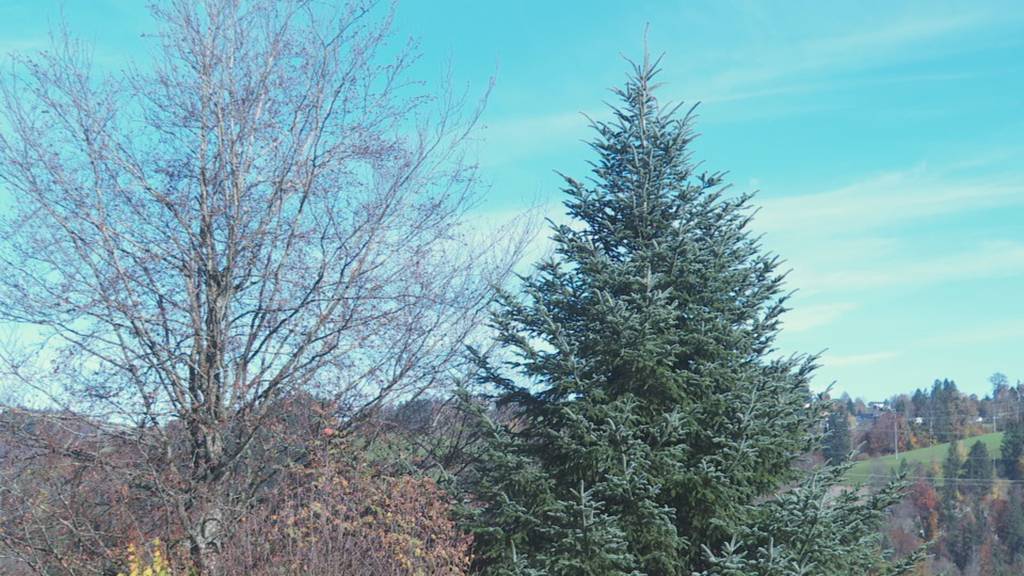 16 Meter hoch und 2,7 Tonnen schwer: Christbaum für St.Gallen steht bereit