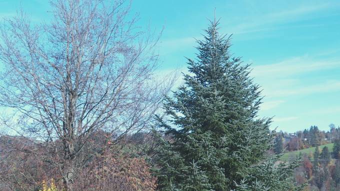 16 Meter hoch und 2,7 Tonnen schwer: Christbaum für St.Gallen steht bereit