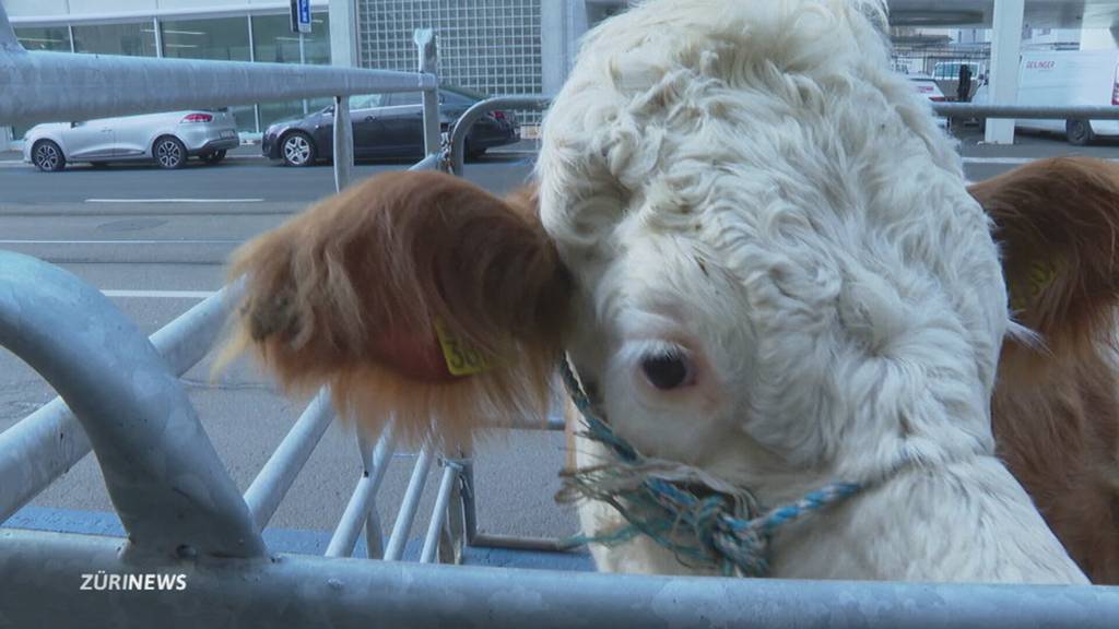 Tradition trifft Heimat: Tamilen feiern erstmals Erntefest in Zürich