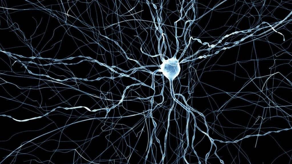 Mit Methoden des «Blue Brain Projects» ist es gelungen, extrem realistische Simulationen von Mäuse-Nervenzellen zu erzeugen.