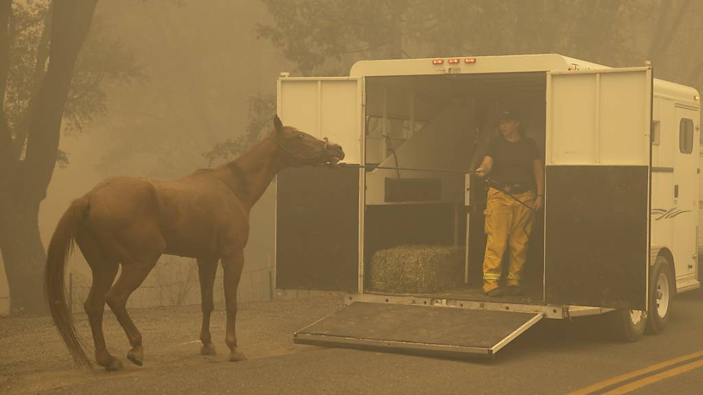 In Kalifornien wüten derzeit heftige Waldbrände. Bewohner müssen ihre Häuser verlassen und nehmen die Tiere im Autoanhänger mit. Nicht selten fürchten sich die Tiere vor dem Feuer und scheuen.