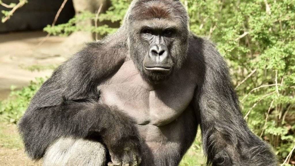 Das Gorilla-Männchen Harambe wurde getötet, nachdem ein Bub in sein Gehege gefallen war. (Archiv)