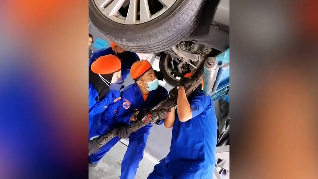 Mechaniker finden riesige Python im Motorraum