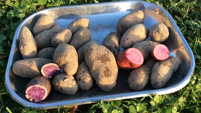 800 Kilo Kartoffeln: Auch Bieler Bauern bleiben auf Ernte sitzen