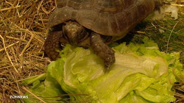 150 Schildkröten bald obdachlos?