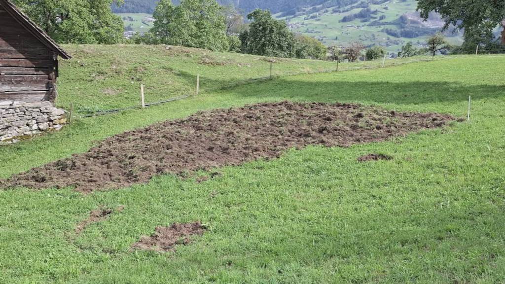 Wildschweine wühlen am Urmiberg: Jetzt soll der Bestand reguliert werden
