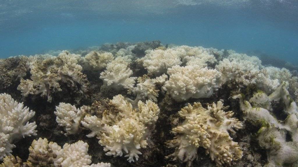 Durch die Korallenbleiche - vermutlich wegen überhöhter Temperaturen infolge des Klimawandels - verendeten rund 30 Prozent der Korallen am Great Barrier Reef. (Archivbild)