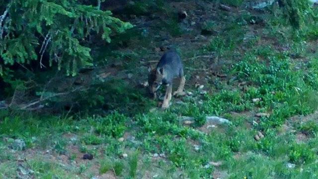 Drittes Wolfsrudel in Graubünden