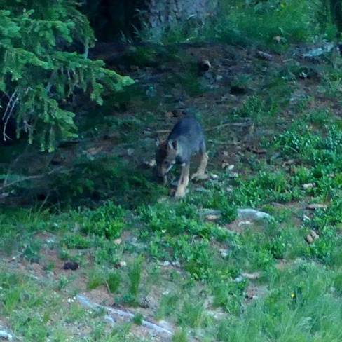 Drittes Wolfsrudel in Graubünden