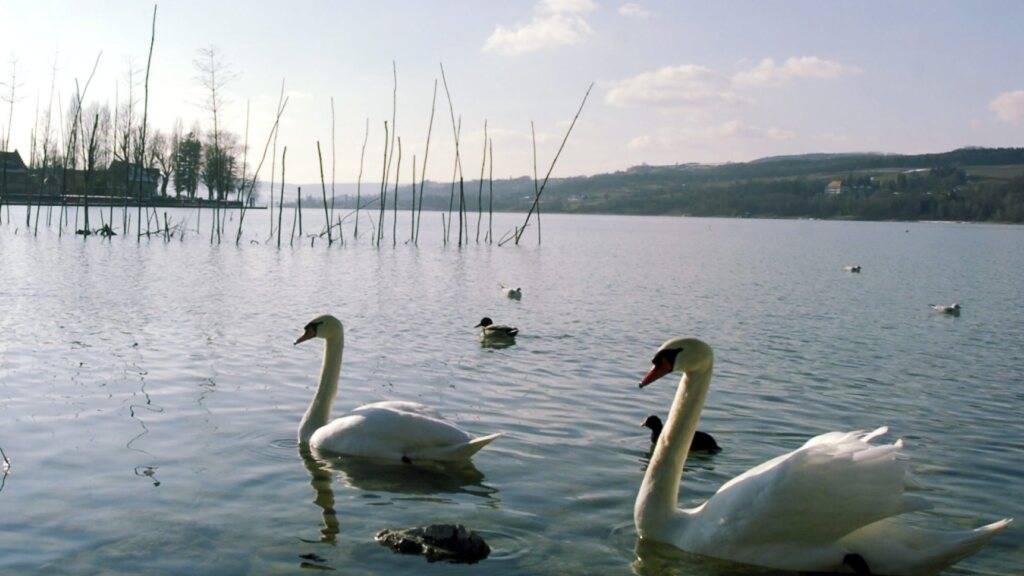 Der Bund hat den Untersee und den Rhein bis Flurlingen ZH zum Vogelgrippe-Kontrollgebiet erklärt. (Symbolbild)