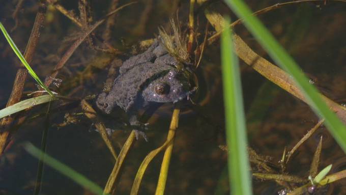 Biodiversitätsinitiative sorgt für Zündstoff – auch im Kanton Bern