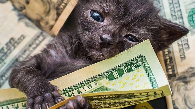 Diese Kätzchen haben sicherlich keine Geldnot. Und auch nicht zu wenig Selbstbewusstsein.