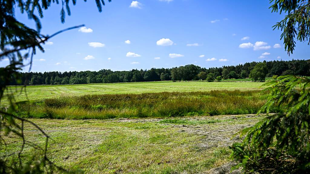 Eine teilweise abgemähte Wiese am Fundort einer Kinderleiche im Landkreis Stade. Über zwei Monate nach dem Verschwinden des sechsjährigen Arian hat ein Landwirt im Norden Niedersachsens bei Mäharbeiten eine Kinderleiche gefunden. Foto: Sina Schuldt/dpa