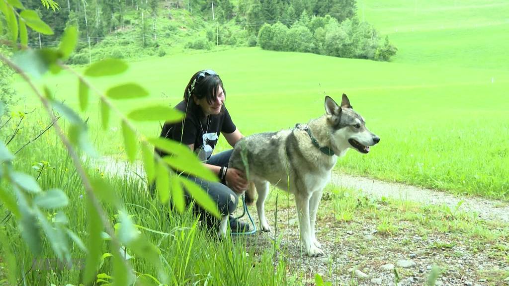 Wolfsähnlicher «Ohio» muss sich nun in der Wildnis zurechtfinden