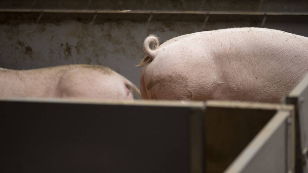 Schweizweit 10'500 Schweine wegen ansteckender Krankheit getötet