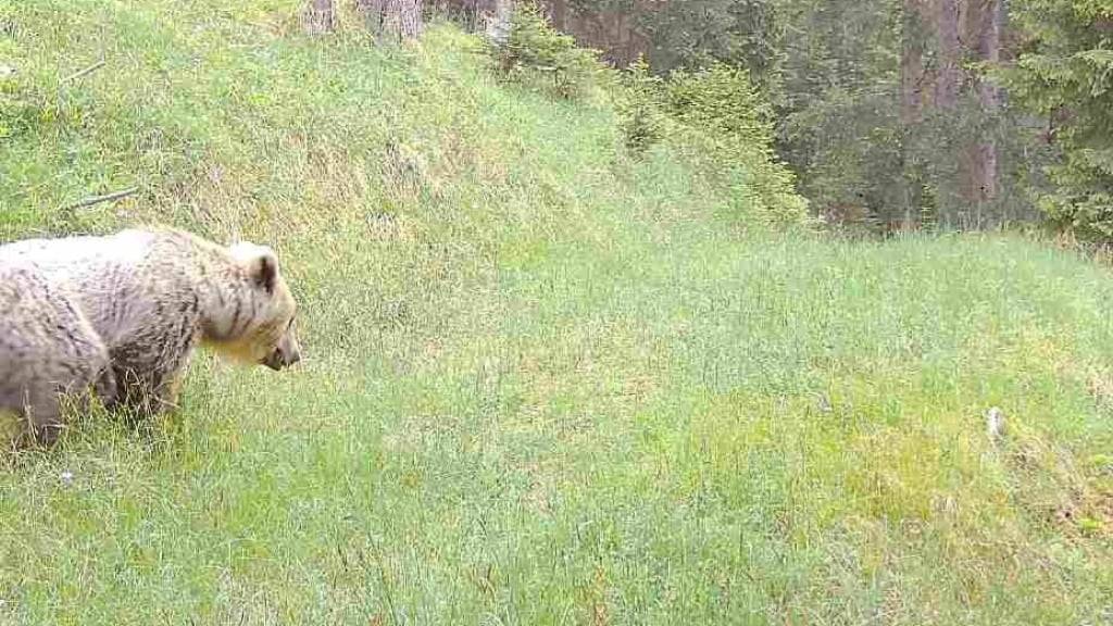 Ein Bär, der am 10. Juni dieses Jahres in Bergün GR von einer Kamerafalle fotografiert wurde.