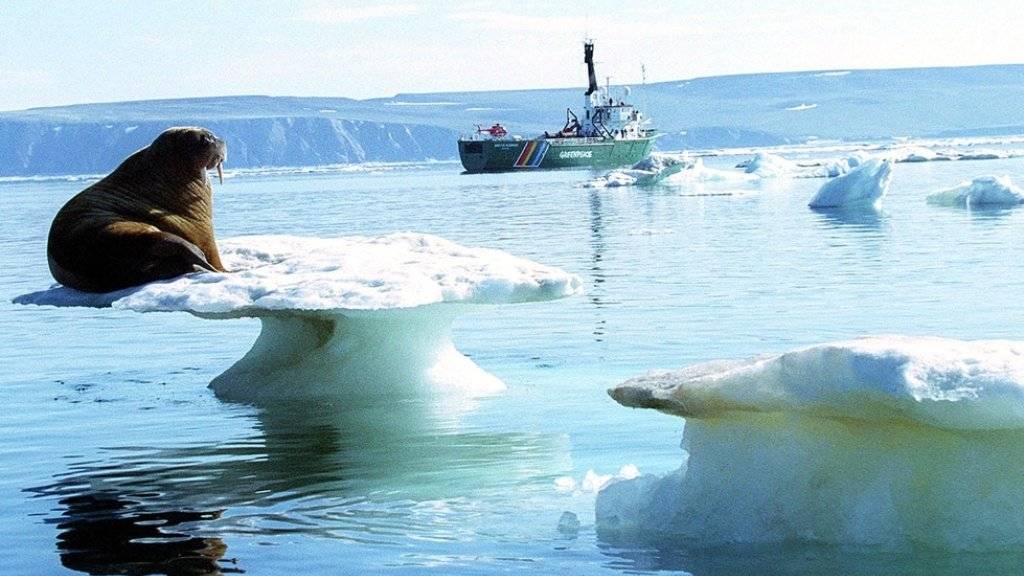Ein Walross auf schmelzendem Eis in der Arktis - die US-amerikanische Ozean- und Klimabehörde NOAA schlägt angesichts der Erwärmung der Arktis Alarm. (Archivbild)