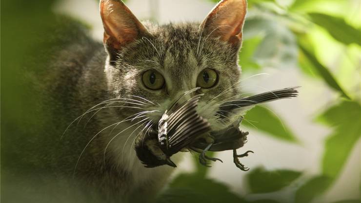 Büsi Abschuss Debatte Katzen Fressen Millionen Von Vögeln