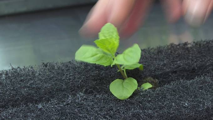 Erste vertikale Indoor-Farm der Ostschweiz