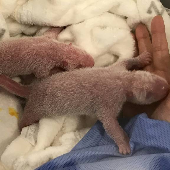 Berliner Pandadame bringt Zwillinge zur Welt