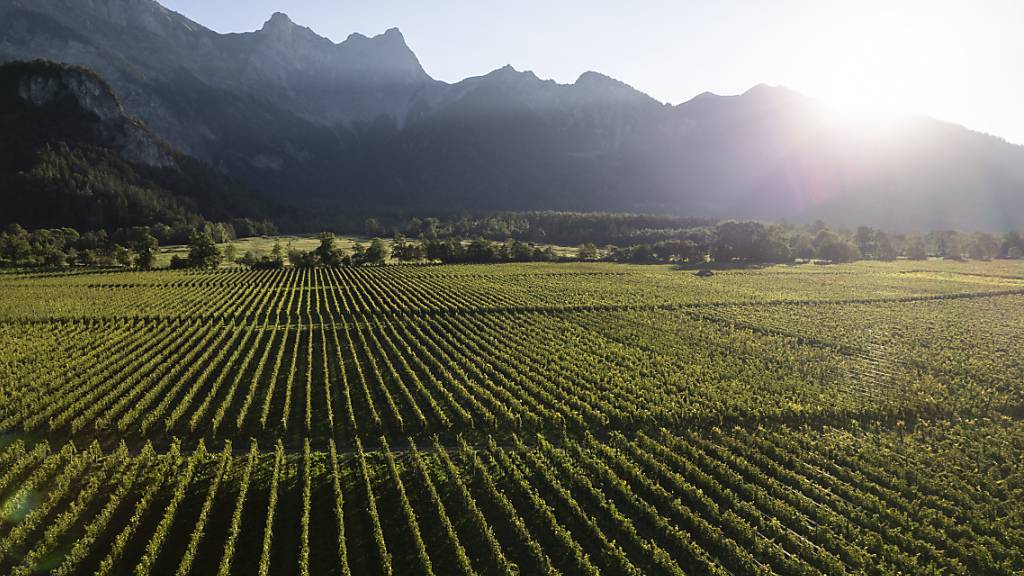 Wegen der warmen Temperaturen in der Schweiz fand die Weinlese rund drei Wochen früher statt als im Mittel.