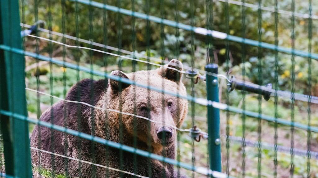 Eine Bärin sitzt in einem Gehege im Alternativen Wolf- und Bärenpark Schwarzwald hinter einem Zaun. Auch Gaia soll hier ein neues Zuhause finden. (Archivbild)