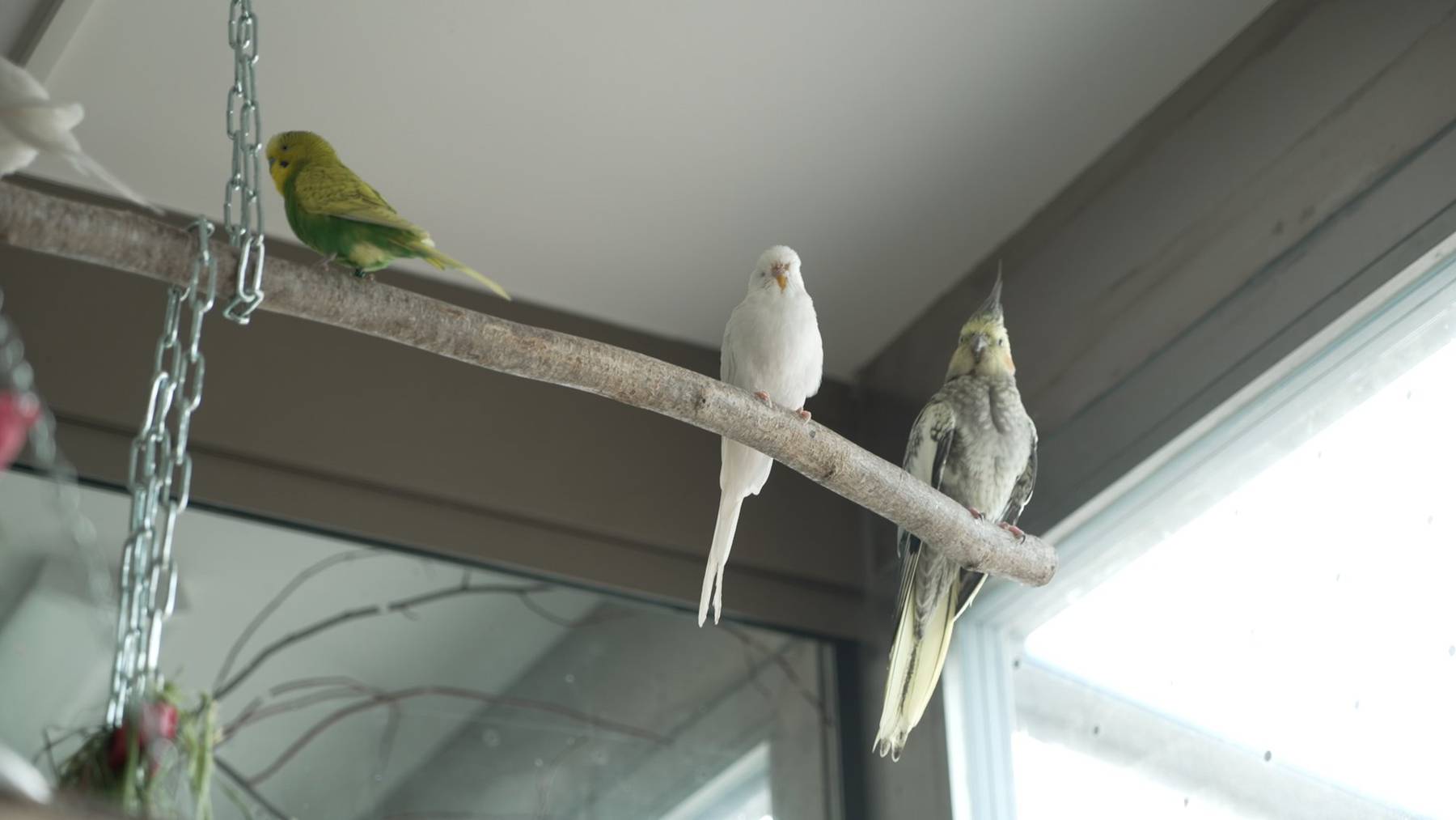 Nymphen und Wellensittiche