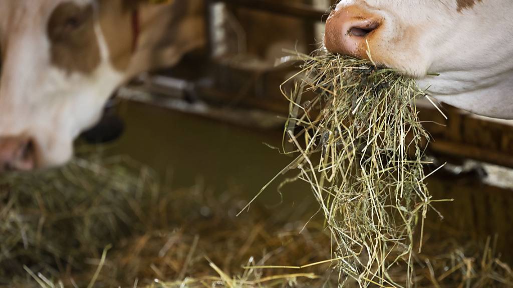 Mit dem revidierten Nidwaldner Landwirtschaftsgesetz sollen tierfreundliche Produktionsformen gefördert werden. (Symbolbild)