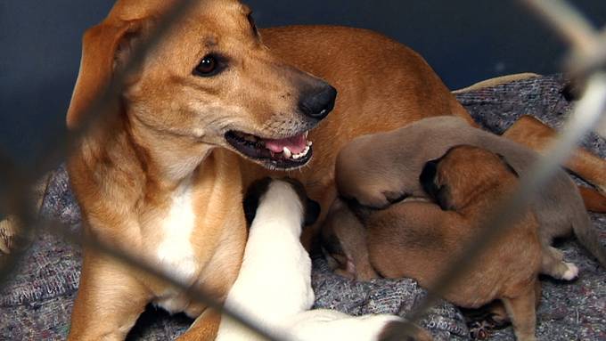 Notstand im Tierheim